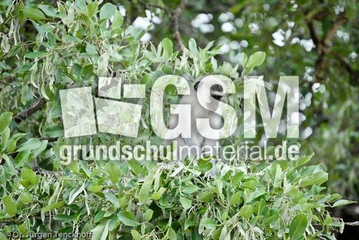 Grüne Meerkatzen (1 von 67).jpg